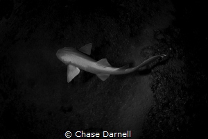Even though just a Nurse Shark this guy is still as beaut... by Chase Darnell 